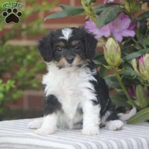 Pixie, Cavapoo Puppy